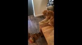 Adorable cat feeding treats to her canine sister