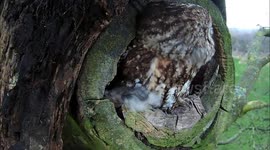 Tawny owl sheltering from the wet and windy weather of Storm Dennis