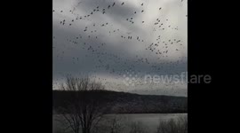 'Goose tornado!' Flock of migratory geese swarm Pennsylvania lake
