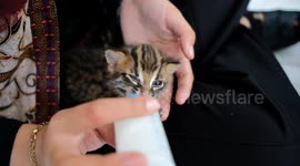 A baby Asian Leopard Cat (Felis Bengalensis) in Indonesia