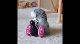 Budgie Love ❤