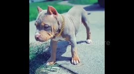 Bentley The Bully