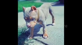 Bentley The Bully