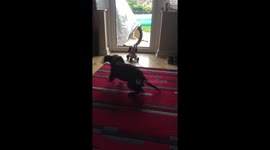 Puppy barking and jumping at a toy dog believing it’s real