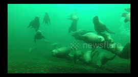 Stellar Sea-Lions Envelope Scuba Diver