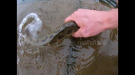 How to fish with your bare hands.predator instinct