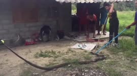 Thai woman finds 15ft long king cobra in her bathroom