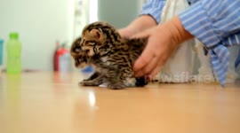 Baby Asian Leopard Cat (Felis Bengalensis) in Indonesia