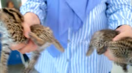 Baby Asian Leopard Cat (Felis Bengalensis) in Indonesia