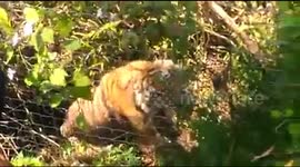 Indian farmer illegally lays snare to trap pig and catches tiger instead