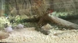 Funny hairless rats fighting for grabbing bamboo wood