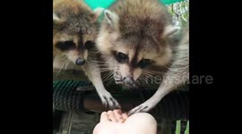 Watch these baby raccoons grab food with their tiny hands