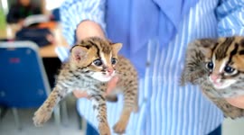 These baby Asian leopard cats recovered by conservationists in Indonesia are adorable