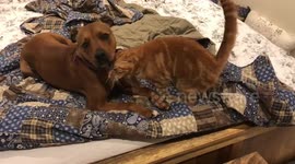 Best friends - Staffie and her adorable feline little sister showing their love for each other