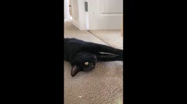 Boop! Cat gets booped on the nose by his toy in slow motion
