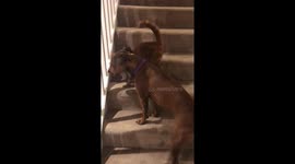 Adorable ginger tabby wants to wrestle her Staffie big sister but she’s having none of it