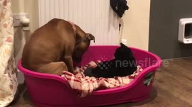 Staffordshire Bull Terrier wants to lie down in her bed but her feline big sister has stolen it and doesn’t want to share