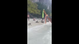 Thailand Monkeys Jumping on Boat Scaring Passengers