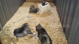 Husky puppies playing together