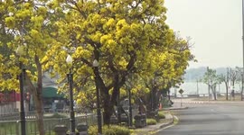 Beautiful yellow Trumpet trees blossom on roadside in Thailand