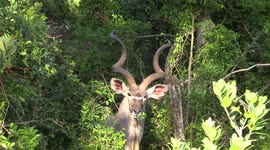 Kudu Bull - showing off horns