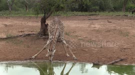 Giraffe drinking
