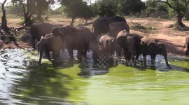 Up for the 'tusk': Adorable moment baby elephant learns to drink