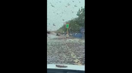 Desert Locust swarm in Saudi Arabia