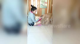 Jealous golden retriever drags puppy away so she can sit in owner's lap