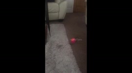 A puppy stalks it’s tennis ball