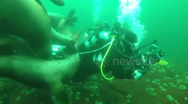 'Just like a group of puppies': Raft of curious sea lions swarm scuba diver off Vancouver's coast