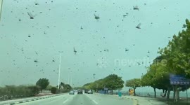 Biblical SWARM of locusts invade Saudi Arabia in terrifying footage