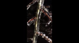 Ice storm freezes trees solid during wettest January day in Canadian history