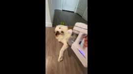 US pet owner says 'having deaf dog is great' as he can vacuum her clean