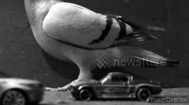 Attack of the Giant Pigeon!