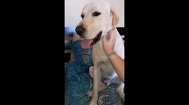 Rex is adamantfor some good petting