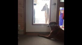 Life is ruff when you can’t play outside with your friends