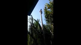 Most dangerous job in Vietnam? Man cuts chunks from coconut tree as he climbs down