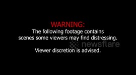 Shocking footage appears to shows a fox being savaged to death by a pack of hunt hounds