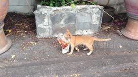 Hilarious moment cat carries bag of grilled sausages in its mouth