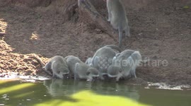 Monkey family having a drink
