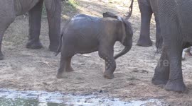 Baby Elephant learning to use trunk - having a dust bath