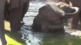 Young Elephant trunk training
