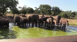 Elephants splashing water
