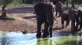 Elephant Family enjoying water