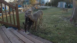 Deer feeding frenzy