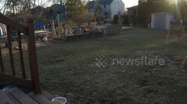 Deer getting Frisky at the food bowl