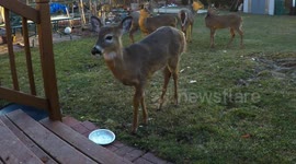 Cute Deer doesnt know what to think about a step