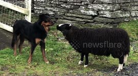 Role reversal! Hilarious moment sheep bullies farm dog in Wales