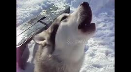 My Talented Alaskan Malamute Sojou Sings her Winter Song